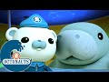 Octonauts - Les lamantins et le crocodile d'eau salée | Dessins animés pour enfants