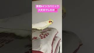 震度6 お宅のインコ パニック大丈夫でしたか⁉️ 東京都下も大揺れでした・・・