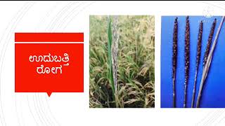 ಭತ್ತದಲ್ಲಿ ಸಮಗ್ರ ರೋಗ ನಿರ್ವಹಣೆ ಕ್ರಮಗಳು|Integrated Disease Management in Paddy