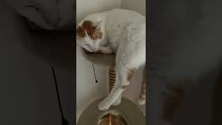 朝は眠い猫#猫動画#cat #猫との暮らし#癒し猫