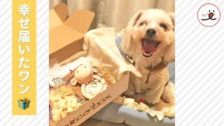 わたし宛に届いた幸せBOXだワン😊 新しいおもちゃとおやつのプレゼントに大興奮🐶❤️【PECO TV】