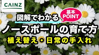 ノースポール(別名:クリサンセマム)の育て方 カインズ花図鑑