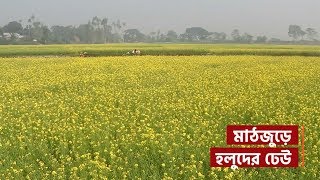 সরিষা ক্ষেতে হলুদের ঢেউ | Beautiful scenery of Bangladesh crop field