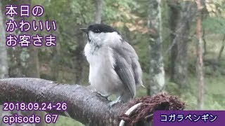 【コガラペンギン】トレイルカメラで野鳥小動物観察！八ヶ岳別荘本日のかわいいお客さま ep67:2018-09-24