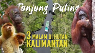 Langka! Lihat Orangutan di Habitat Aslinya! Tinggal di Taman Nasional Tanjung Puting Selama 3 Malam!