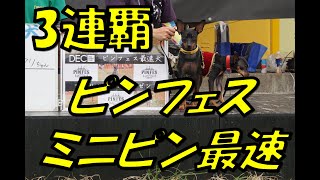 ミニピン最速3連覇はここからはじまった！2017-10-1ピンフェス2017ミニピン最速の称号を目指してラティクリ姉妹が挑戦！（ミニチュアピンシャー ミニピン）