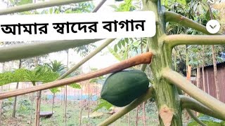 সুন্দর প্রকৃতি ফল ও গাছ লাগনোর ভিডিও