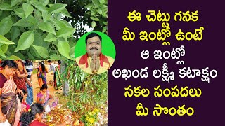 శివుడికి ఈ ఒక్క ఆకుతో పూజించండి అపార కోటీశ్వరులవుతారు | Shiva Pooja Significance | Machiraju Kiran