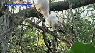 Albino squirrel