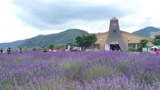 ชมทุ่งดอกลาเวนเดอร์ญี่ปุ่นหอมๆ Lavender (Lavendula) Japan