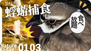 0103【野鳥が蜉蝣を捕食】猛禽類トビ滑空、ハシビロガモ飛翔、カモもシギチもセキレイも昆虫食。カワセミ喧嘩、鳩猫に襲われた？ムクドリペリット、冬のかげろう