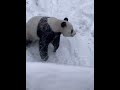 下雪了好开心 panda