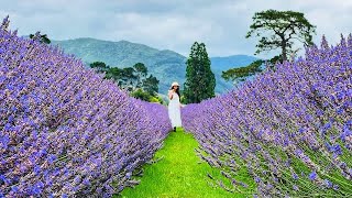 [4K] Beautiful Lavender Farm Tour in New Zealand - Lavender Abbey | Carterton | Summer | Vlog 💜💜💜