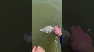 Potential IGFA World Record Catch and Release Crappie Does a Back Flip after Being Released