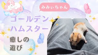 飼い主の膝で滑り台しちゃうハムスター🌙