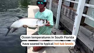 Florida ocean records unprecedented temperatures