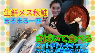 生鮮メス秋鮭まるまる一匹さばいて食べる　北海道 十勝 広尾産　料理　調理　ペットボトルのキャップでうろこがキレイに簡単に　いくらたっぷり　筋子