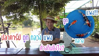 ปลาคาร์ป ถูก กลาง แพงต่างกันยังไง?