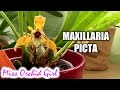 Maxillaria (Brasiliorchis) picta - A flower with 2 faces