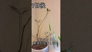 水枯れさせてしまった観葉植物の復活劇！1週間でここまで回復するのです！