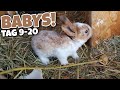 Kaninchenbabys (Tag 9-20) 👶 [#03] - Erste feste Nahrung + Augen auf! 🐇| Schustrich S 2.0 ⭐