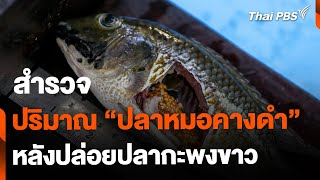 สำรวจปริมาณปลาหมอคางดำ หลังปล่อยปลากะพงขาว | ข่าวค่ำ | 16 ก.ค. 67