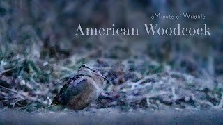 A Minute of Wildlife - American Woodcock Calling