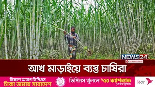 বগুড়ায় আখ মাড়াই মৌসুম শুরু হয়েছে  | Bogura | Sugarcane | News24