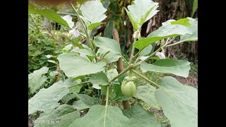 বেগুন গাছের পাতা কাটিং পদ্ধতি