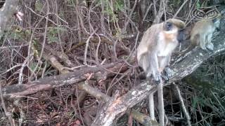 Monkeys of Dania Beach