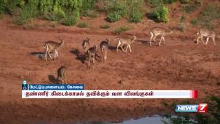 Severe drought in forest areas near Mettupalayam | News7 Tamil