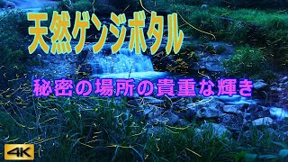 【4Kと自然の音】天然ゲンジホタルの乱舞2022年まとめ　残したい大切な自然　relaxation