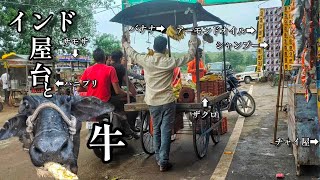 インドの野良牛とトウモロコシ屋台 インド焼きとうもろこし