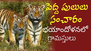 కర్నూలు జిల్లా కోసిగి గ్రామంలో రెండు పెద్ద పులులు ప్రత్యక్షమయ్యాయి/ VK6 NEWS...