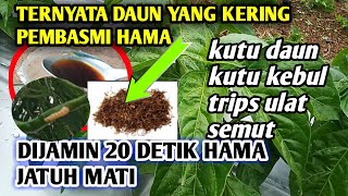 nomor 1 didunia !! modal daun kering saja hama apapun tumbang sekali semprot ini cara bikinya