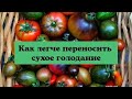 Как легче переносить Сухое Каскадное Голодание