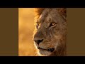 Simba akiamka