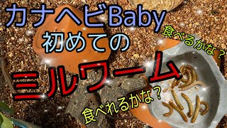 カナヘビBabyにミルワームをあげてみた＾＾