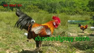 សំលេងមាន់ព្រៃសុទ្ធ 100%/Original sounds of Wild chicken