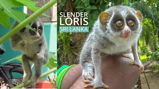 Cute Slender Loris at the Wild Life Hospital