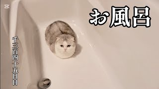 お風呂　こねこ成長日記　千三百四十五日目