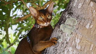 Why we love Abyssinian cats so much？