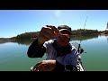 redfin perch take over waroona dam