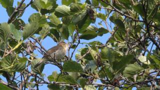 Busksångare (Blyth´s Reed-Warbler, Acrocephalus dumetorum)