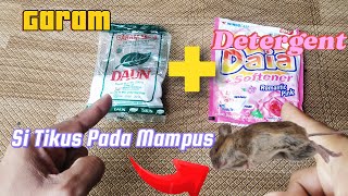 KENAPA TIDAK DARI DULU TAHU CARA INI!! CAMPURKAN 2 BAHAN INI, DIJAMIN TIKUS PADA KAPOK.