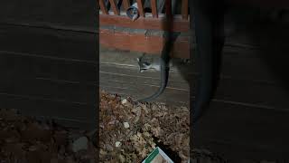 The smallest baby raccoon finally got the food #love #cute #animals #raccoon #nature