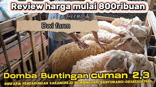 Review Harga Domba murah mulai 800 ribuan di BWI farm Banyuwangi