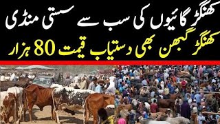 Today Malumor Mandi Jhang | Khangar Cows |  Fresh Rates Update | Cross Cows | Cow Mandi 2025