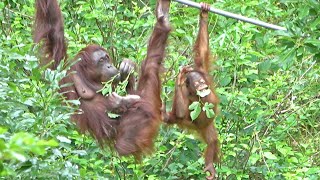 飛び地の斜めロープで採食(キキとロキ)・オランウータン