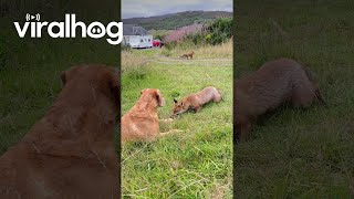 Dog Meets Two Friendly Foxes || ViralHog